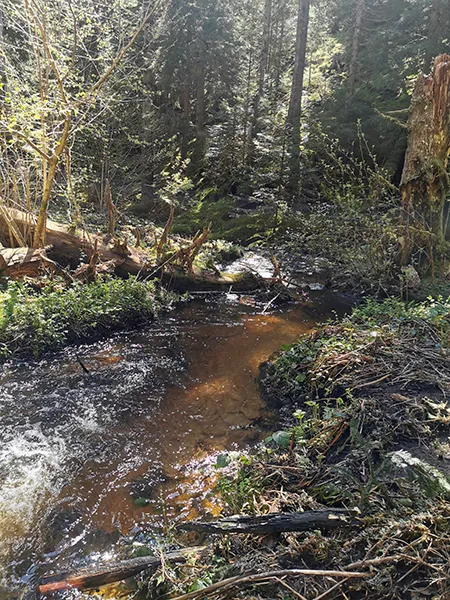 Ruisseau - Saint Germain L'Herm - Auvergne - Nosvacances