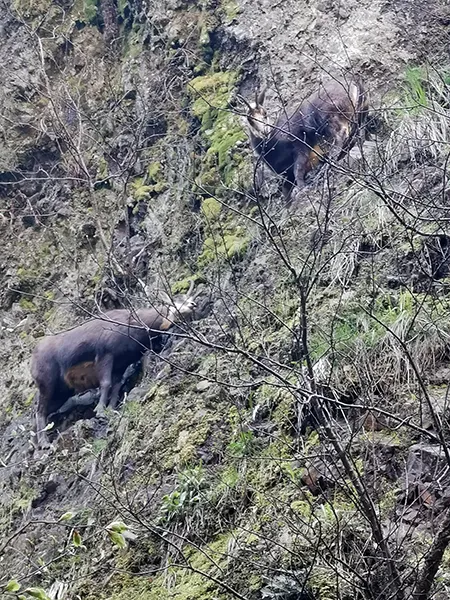 Chamois Vallée de Chaudefour - Nosvacances