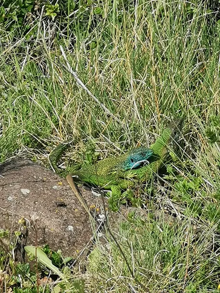 Lézard Auvergne - Nosvacances