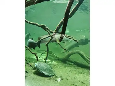 Biotropica 1 - Nosvacances